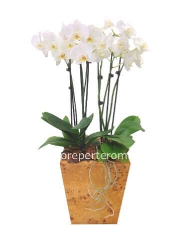 Pianta di phaleonopsis con due steli senza vaso