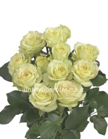 Rose di colore bianco da comoorre a mazzi per numero di steli