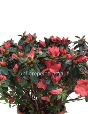 Azalea grande in vaso 18/20