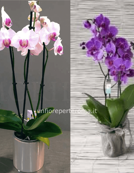 Pianta di Phaleonopsis, diversi colori a richiesta.