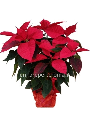 Stella di Natale confezione regalo