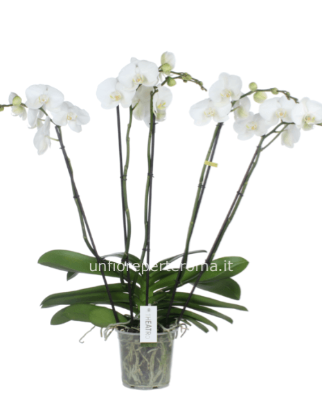Phalenopsis OPTI-FLOR THEATRO