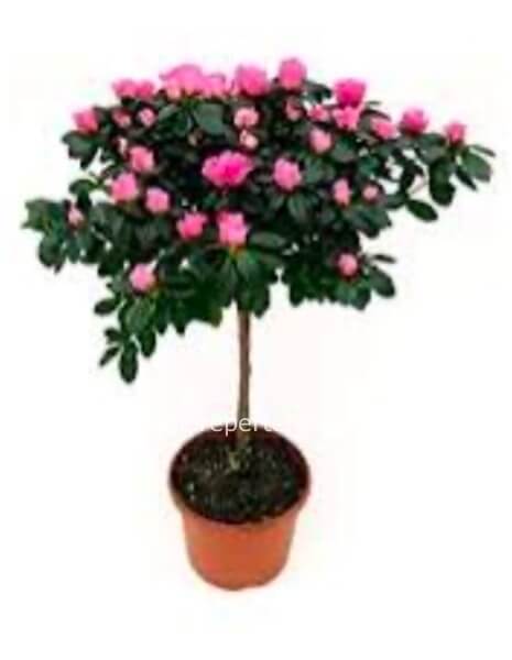 Box rose