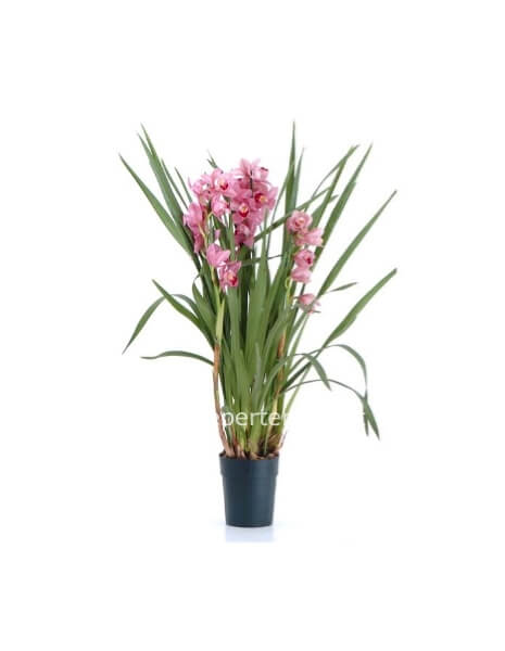 Orchidea Cimbidium