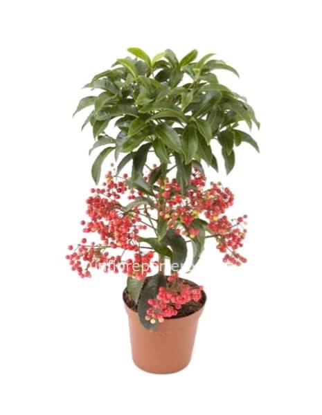 Ardisia 